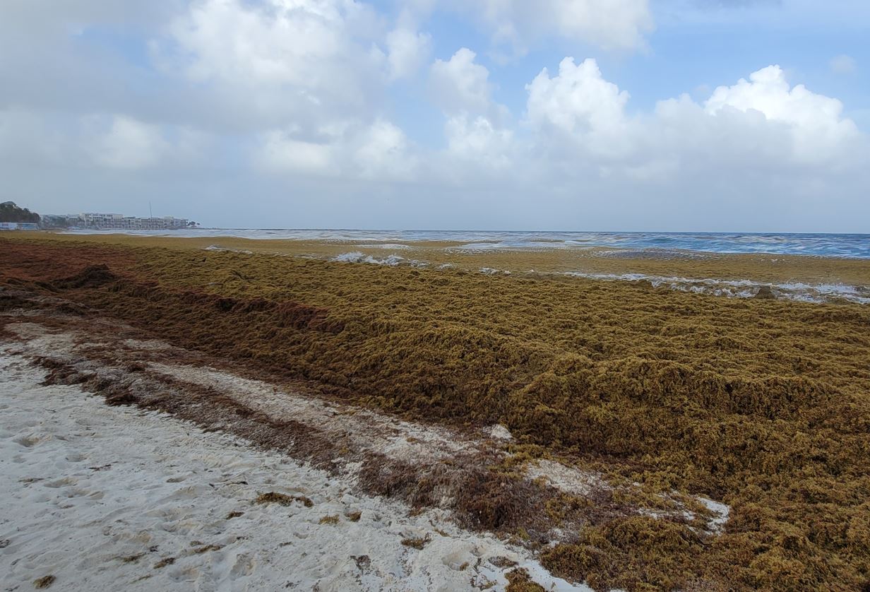 Cancun, Playa del Carmen and Tulum Being Overrun By Seaweed Cancun Sun