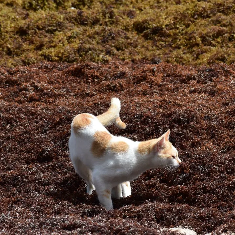 Cat In Piles of Sargassum