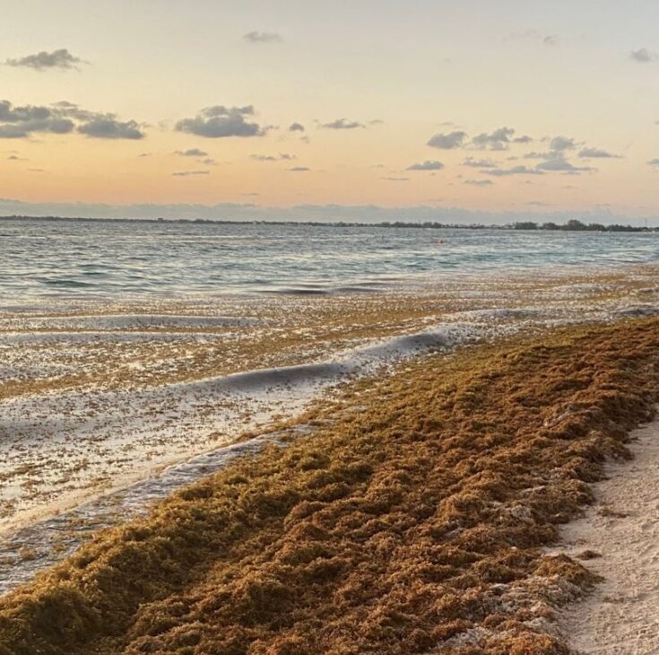 New Sargassum Barrier Installed In Tulum Cancun Sun