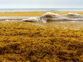 tulum seaweed barriers yet to be installed despite excessive sargassum on fifty beaches