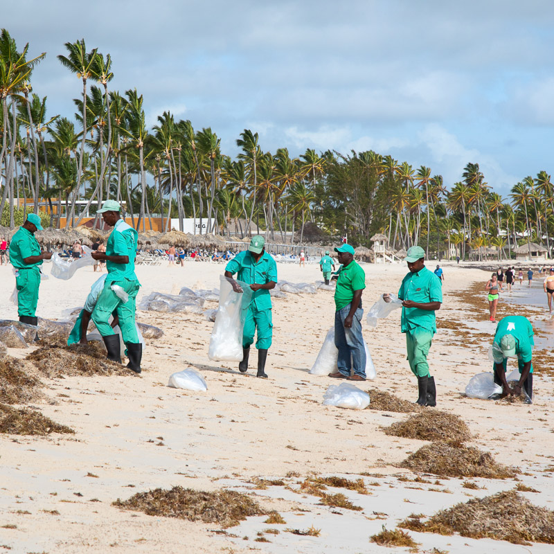 men cleaning beach of sargassum