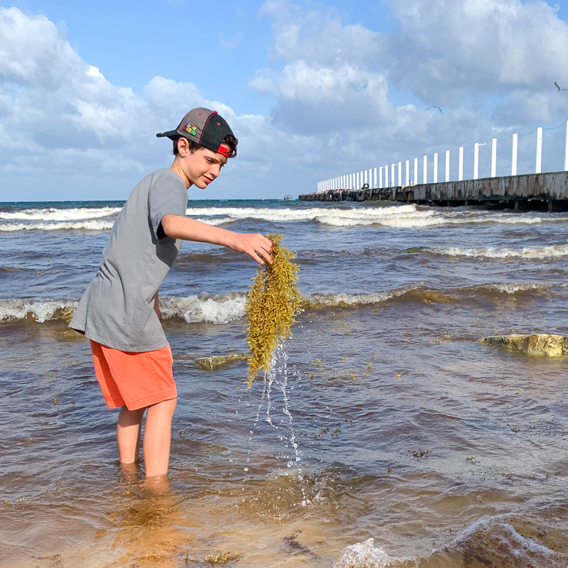 boy picks ip sargassum in cancun