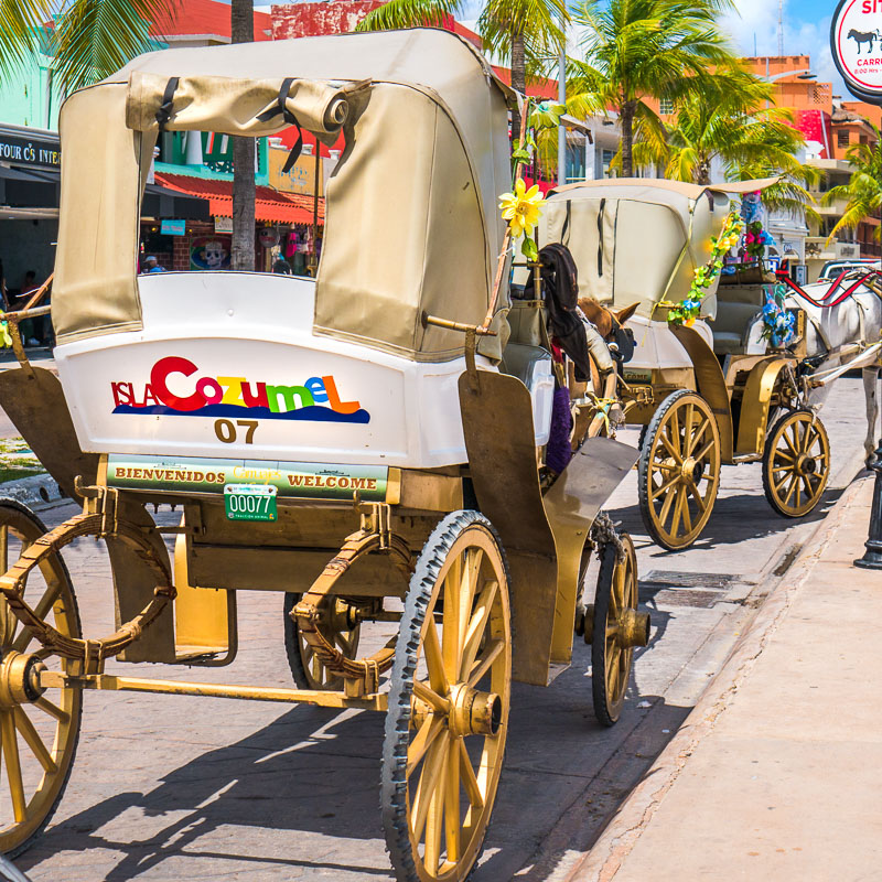 horse and carriage in cozumel