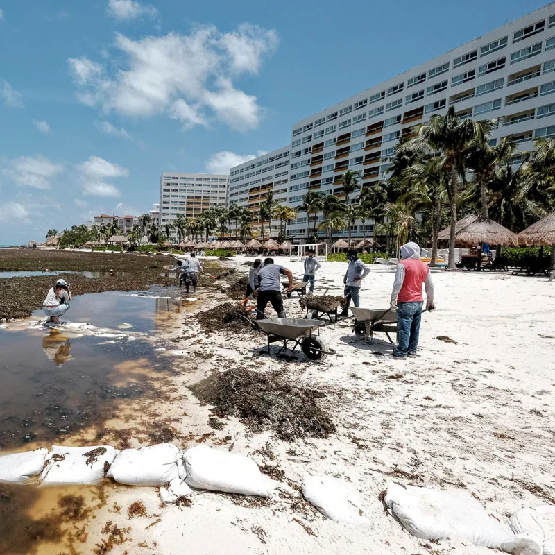 people cleaning sargassum