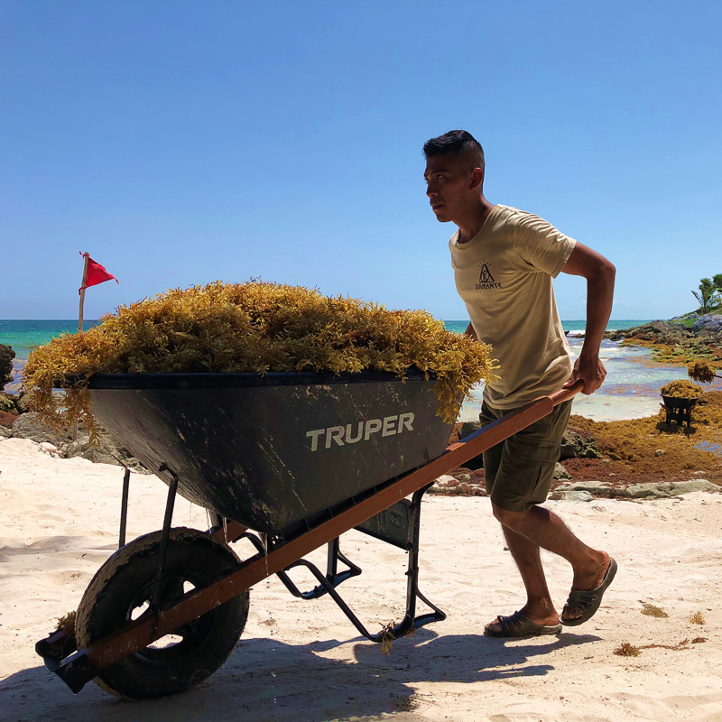 man with wheelbarrow and sargassum