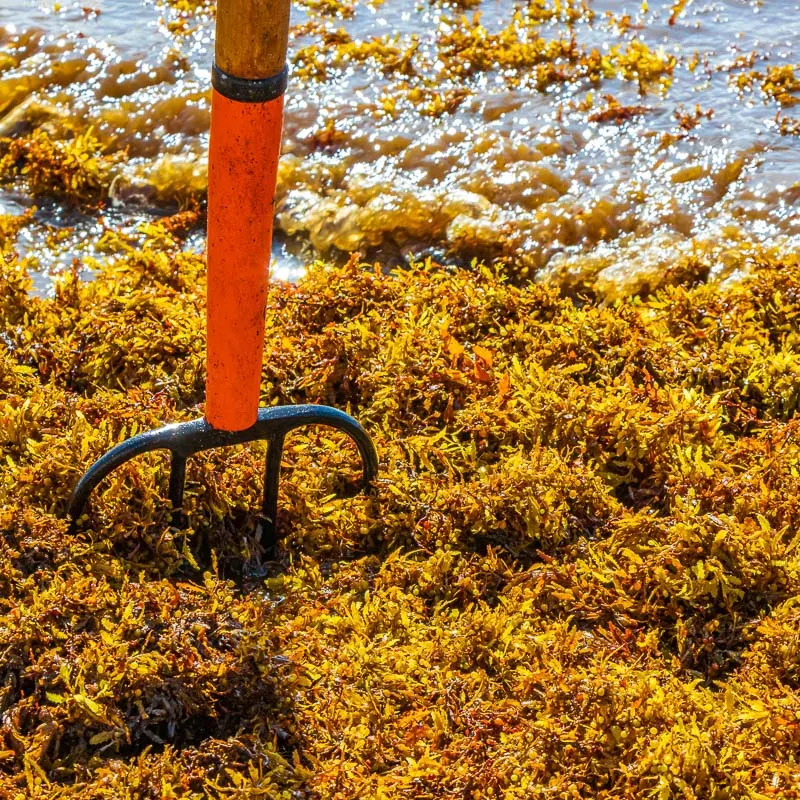 pitchfork in cancun seaweed