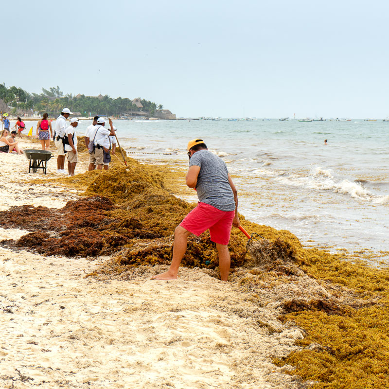 men collecting seaweed from beach