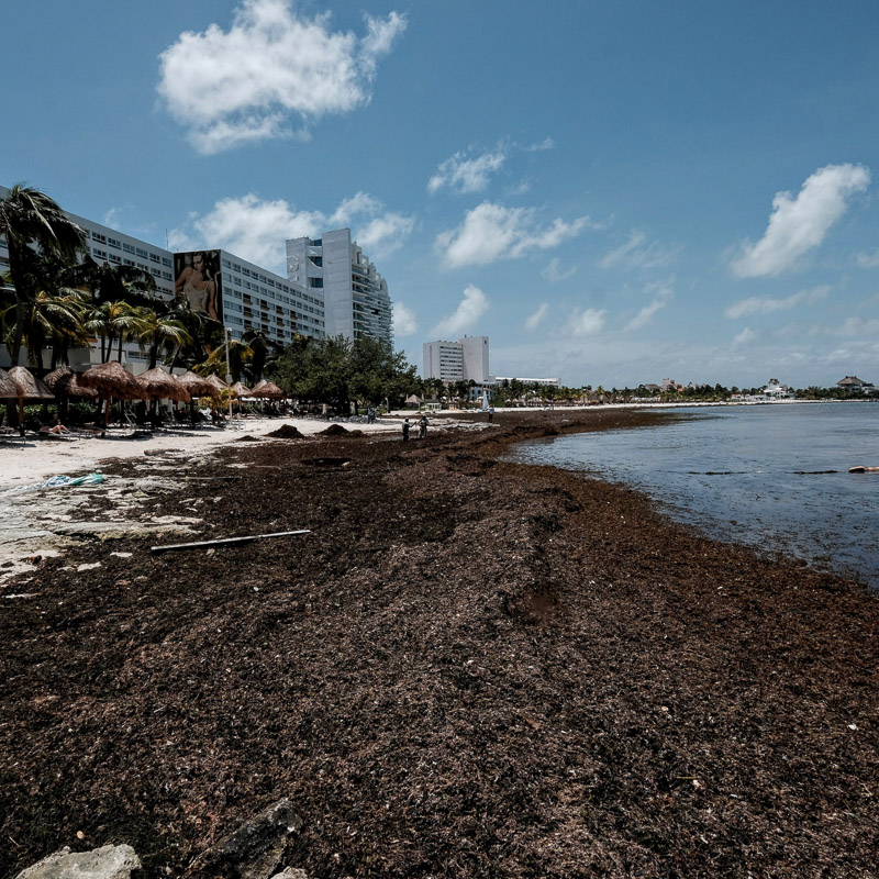 sargassum filled beach after storm