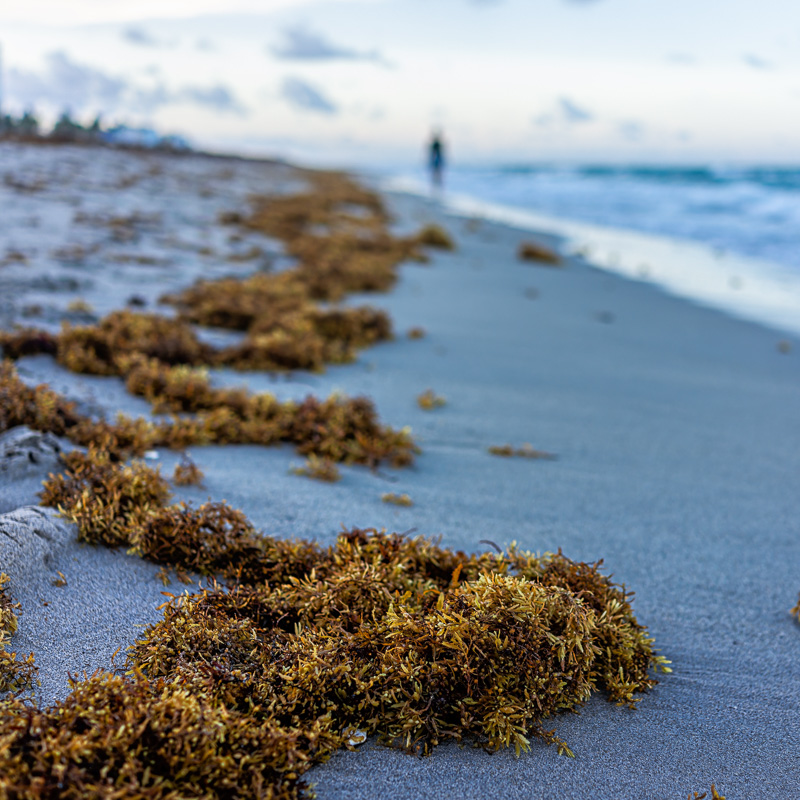 sargassum left on beach