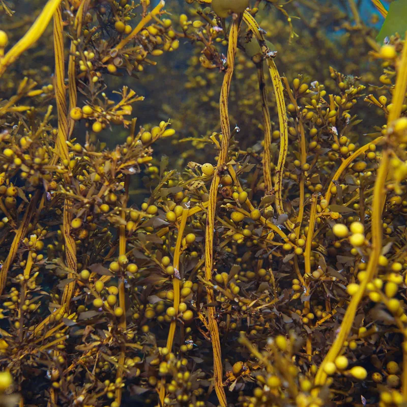 sargassum under the water