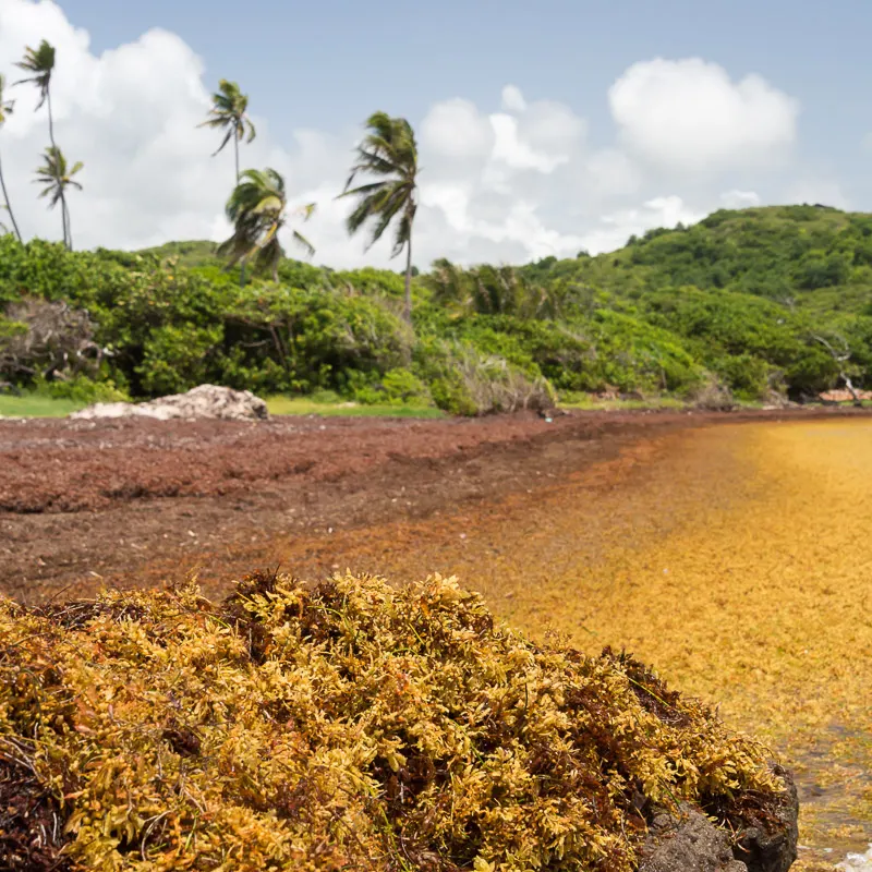 Cancun Braces For Worst Sargassum Season In Five Years