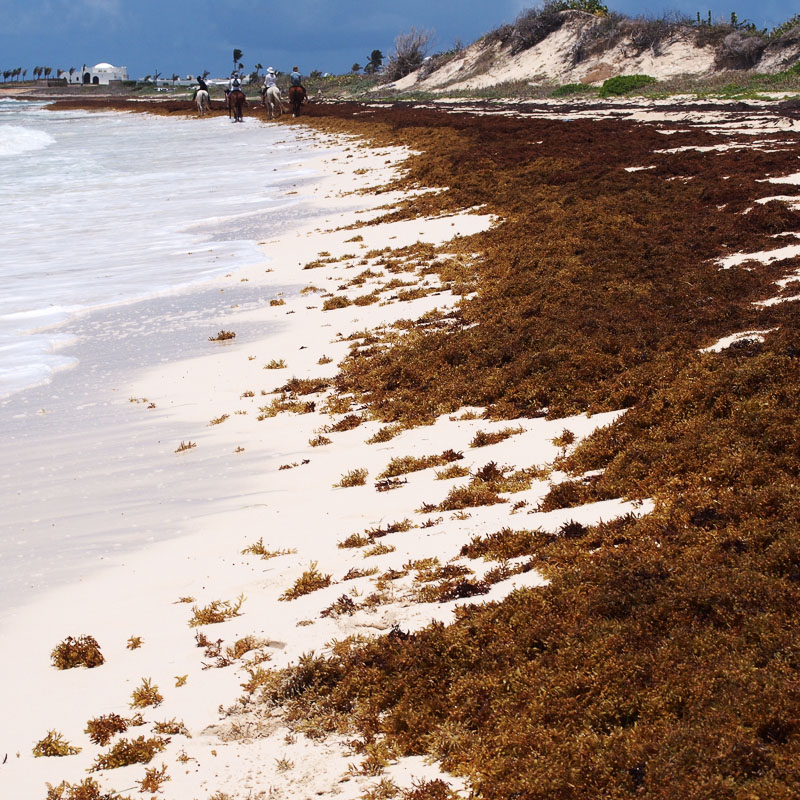 pretty beach with seaweed deposit