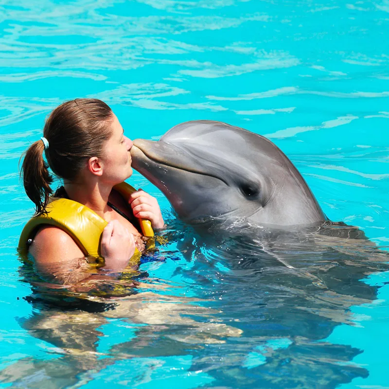 swimming with dolphins