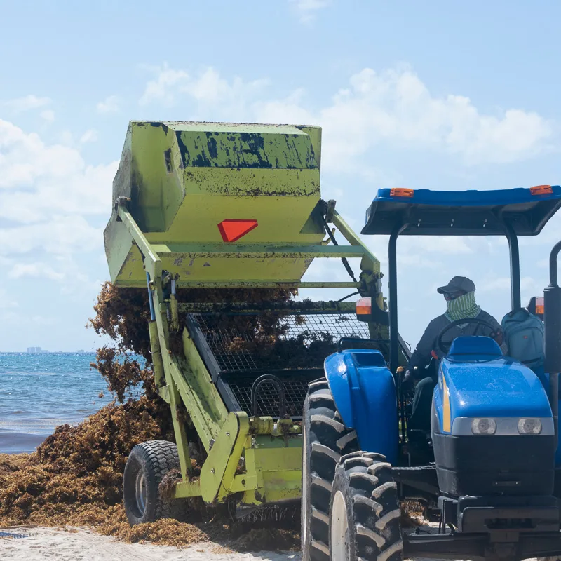 tractor collects masses of seaweed