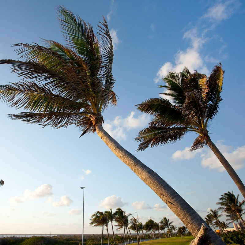 palm trees affected by hurricane