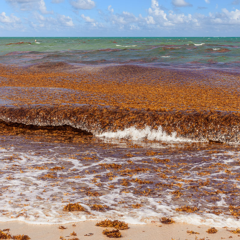 waves bringing seaweed into the coast