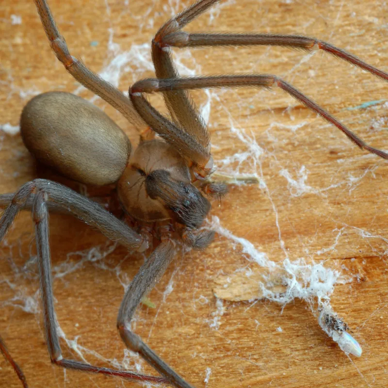 Chilean brown recluse