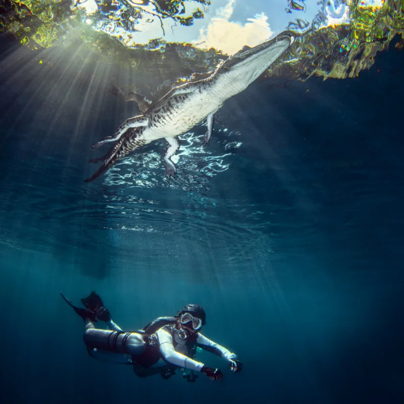 diver under a crocodile