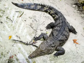 Crocodile Found Swimming On Tulum Beach Still Not Captured 