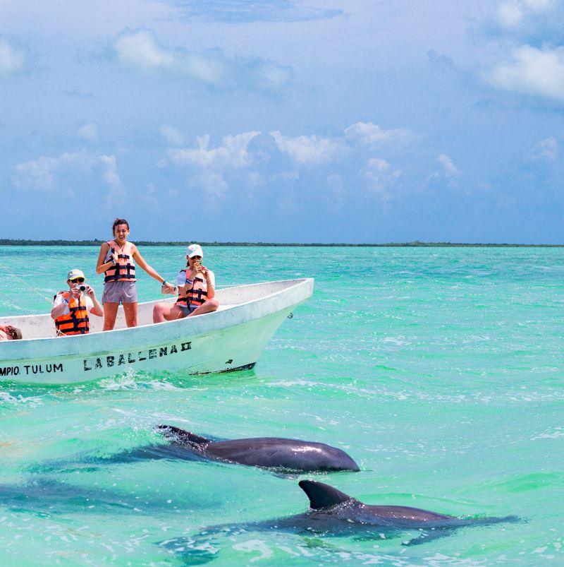 dolphins swimming next to a speedboat with tourists in the Mexican Caribbean