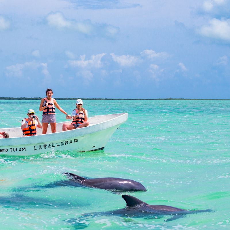 Tourists watching dolphins from a boat