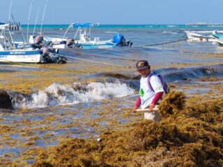 Mexican navy admit failure to prevent sargassum
