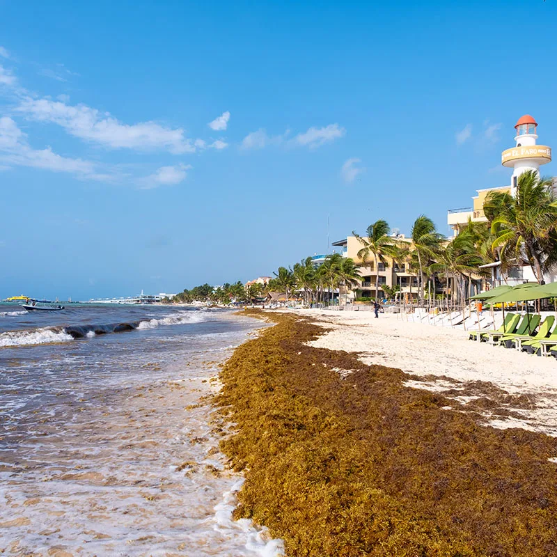 Playa del Carmen sargassum on the beach in front of resorts where chairs sit and await tourists.