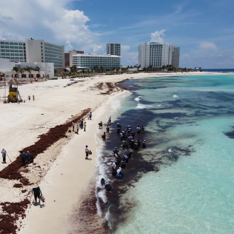 Sargassum all along the beach in the Cancun Hotel Zone