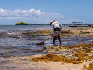 These Beaches Have The Lowest Amounts Of Sargassum In Cancun This Week