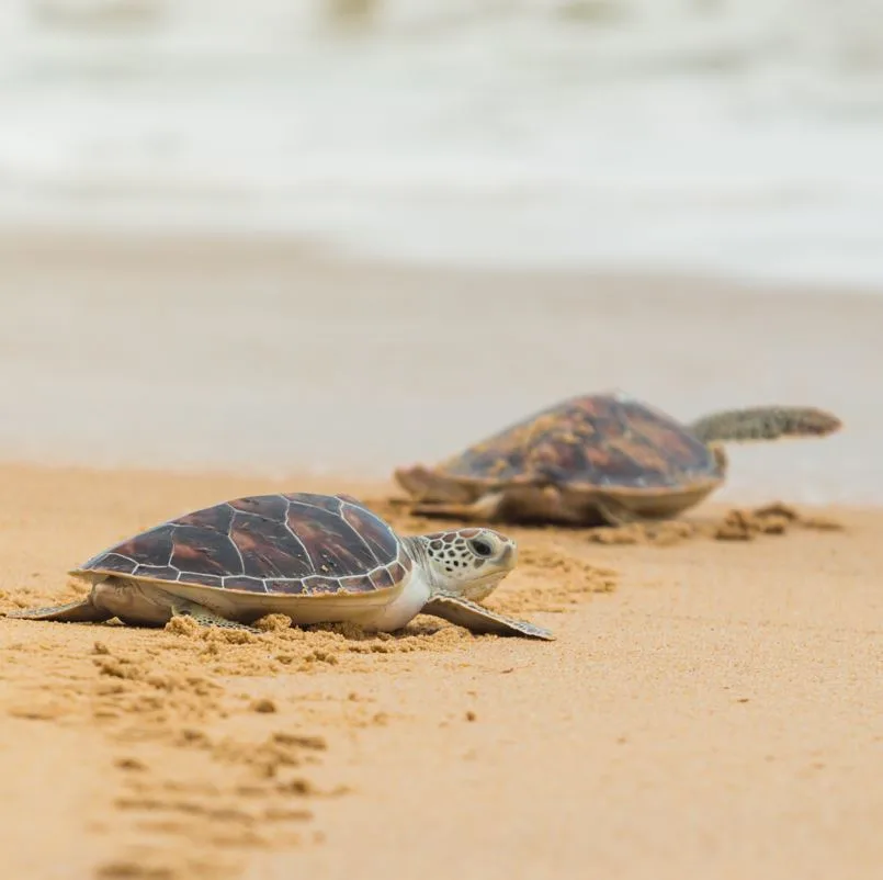 turtle hatchlings