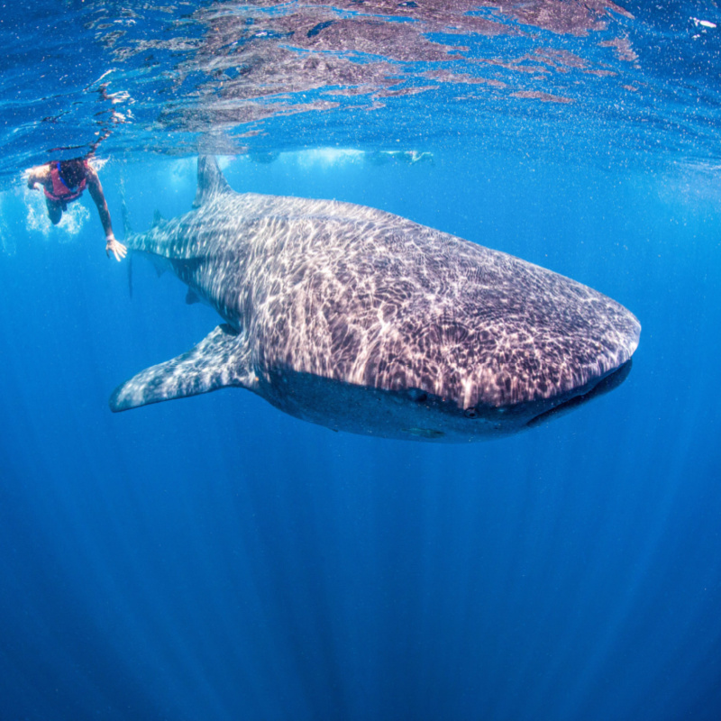 Whale shark Mexico