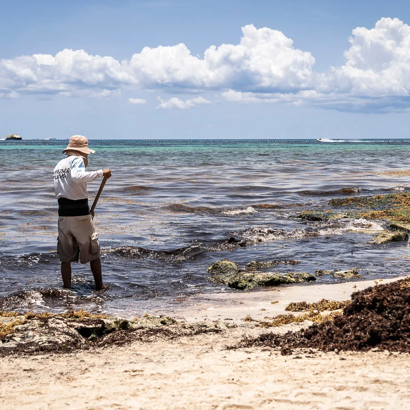 man collects sargassum