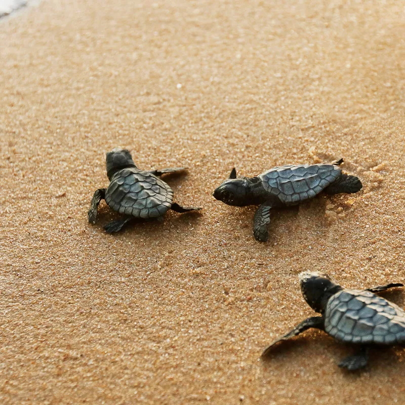 loggerhead turtles on the sand.