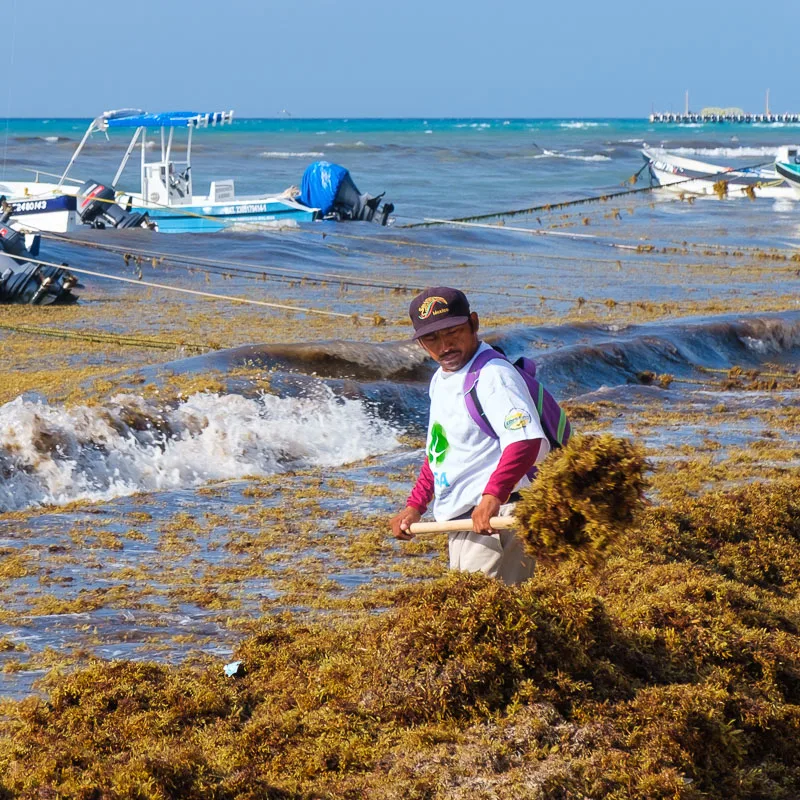 man collecting sargassum
