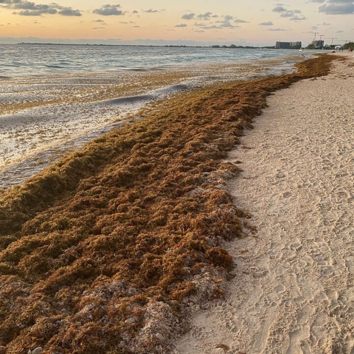 Tourists Flock To Holbox Island To Escape Sargassum In Cancun Cancun Sun