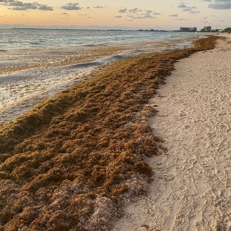 seaweed on beach line
