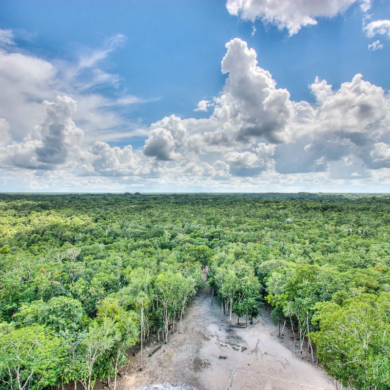 untouched rainforest in quintana roo