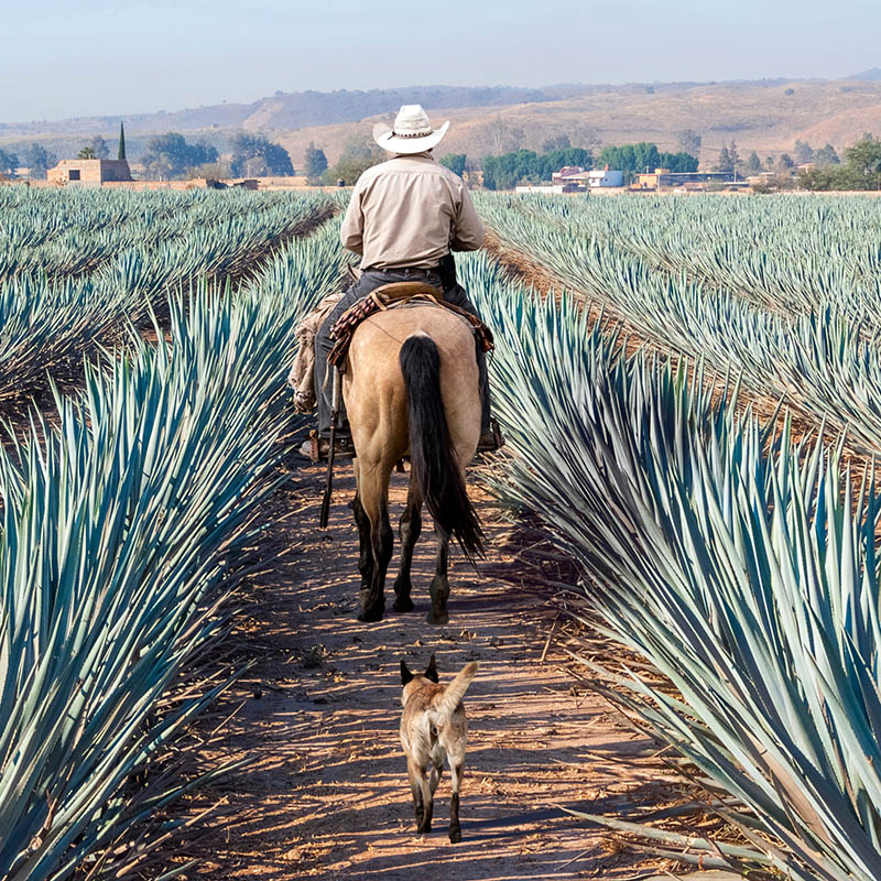 Blue agave field