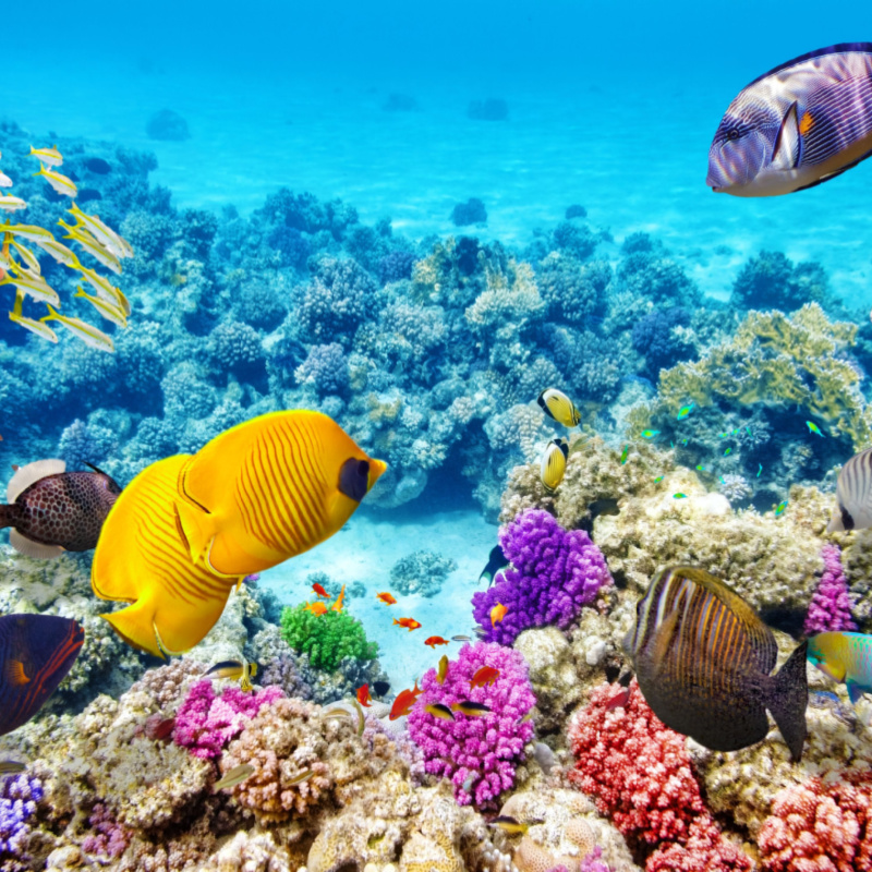 beautiful colorful coral reefs fish