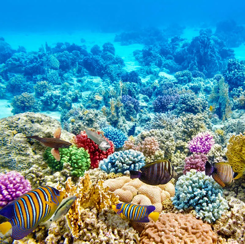 Underwater view when snorkeling