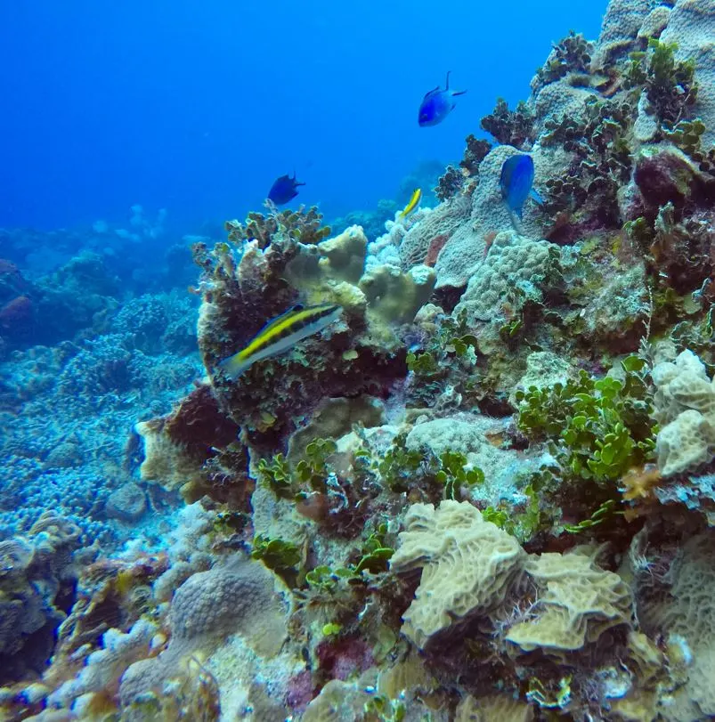 Cozumel Clear Water 