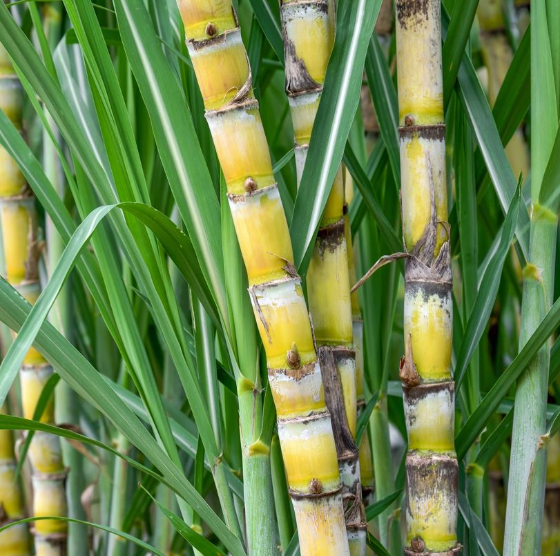 Growing sugarcane 