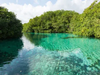 High Levels Of E. Coli Found In Several Mexican Caribbean Cenotes