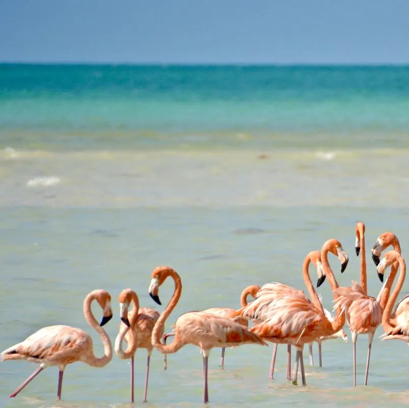 Holbox Island Flamingos