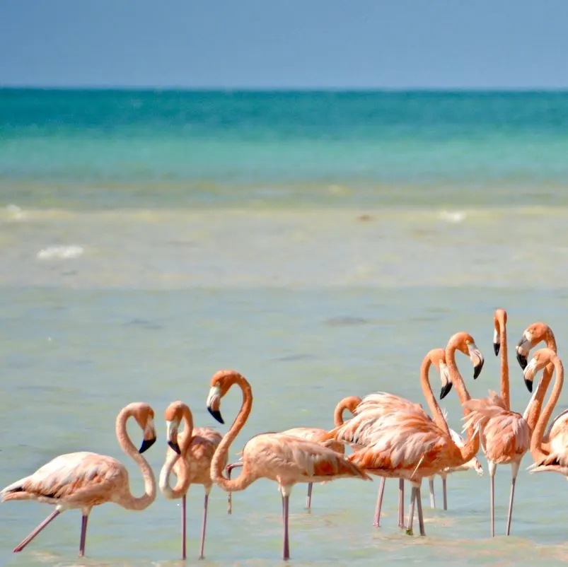 Flamingos in the Water on Holbox Island, Mexico