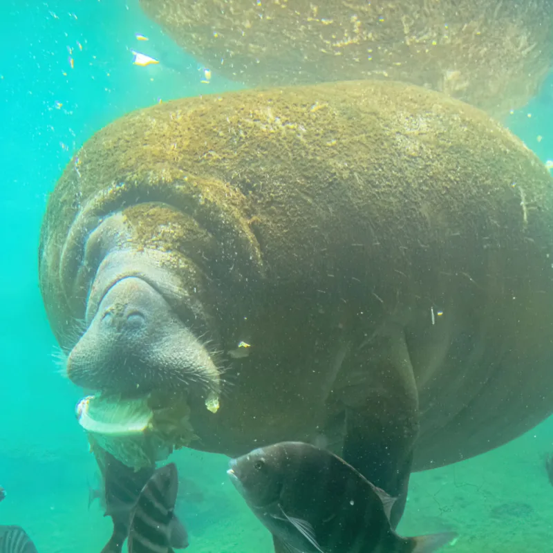 Manatee in water