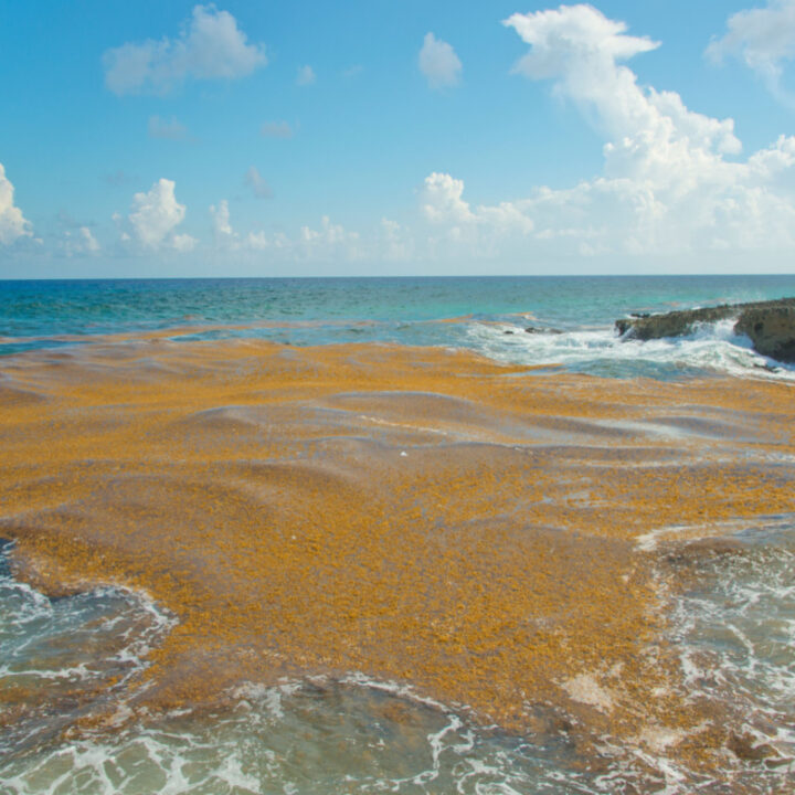 Cancun And Mexican Caribbean Entering Period Of Peak Sargassum Levels