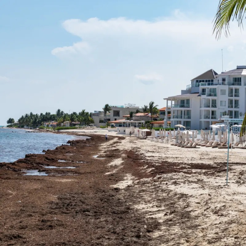 Beach filled with sargassum