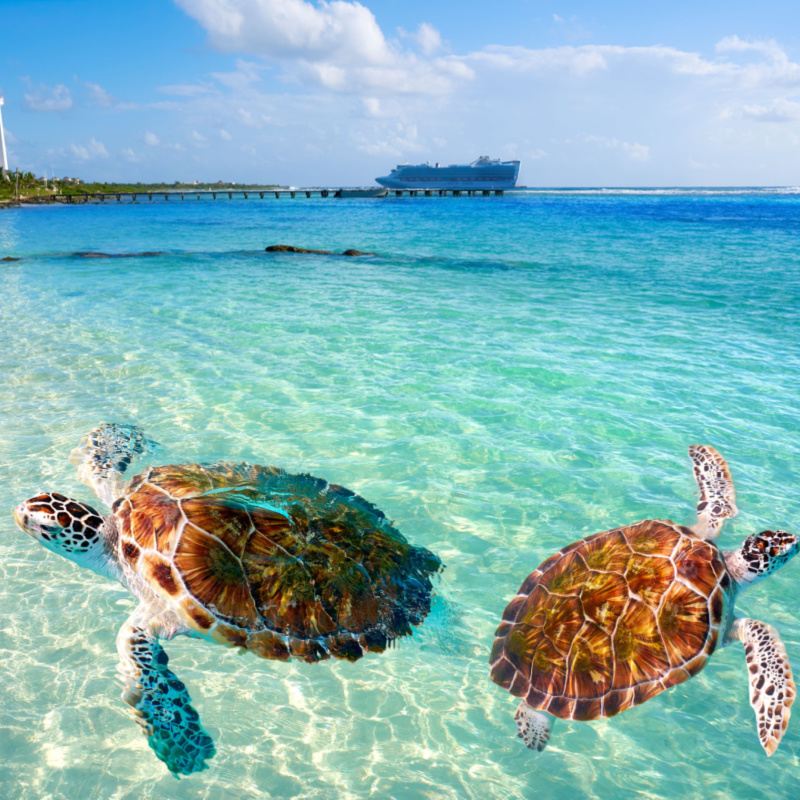 sea turtles in the ocean
