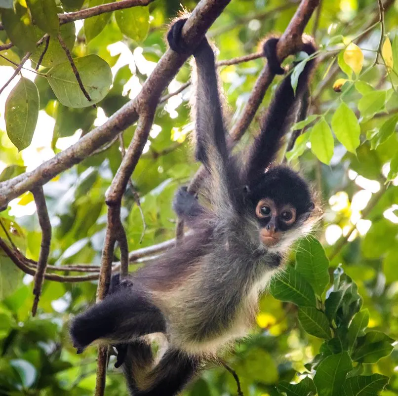 Spider Monkey In Forest 